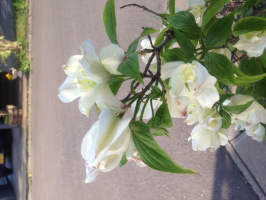 ボンボンのママ