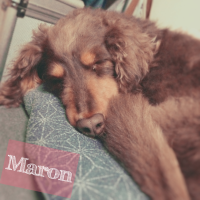 マロン