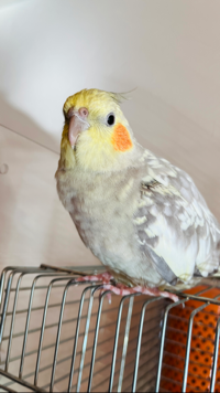 おはぎ