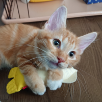 こここここっこ