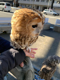 リラックマでダラックマ