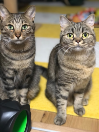ミィミ