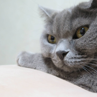 ぴーち