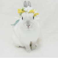 ののり