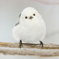 しまえなが