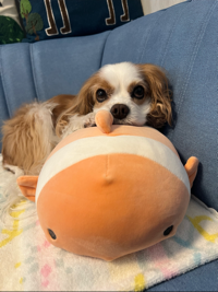 Haru