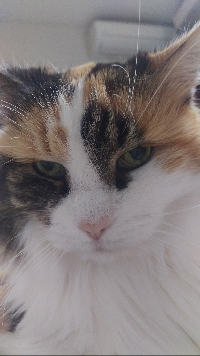 あいの