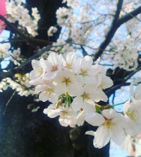 みわ