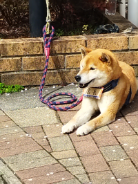 さくちゃん