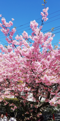 はながさく