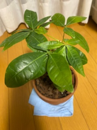 いちいち苺