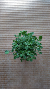 キッシュロレーヌ