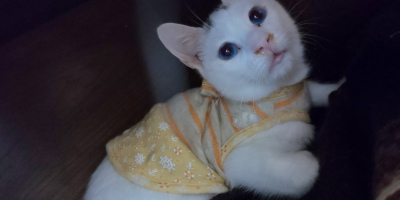 ぎんれん