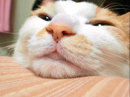 チャコ