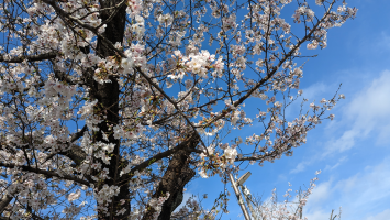 くる