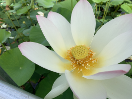 タイガービーン