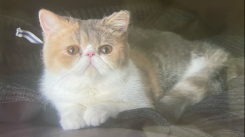 さち