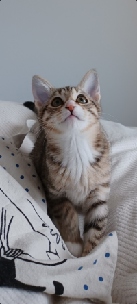 麻緒