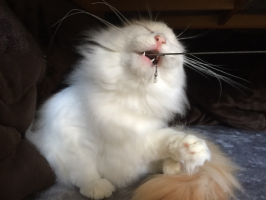 ゆうちゃん
