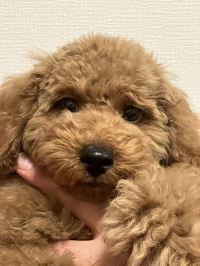 ランデブー長男