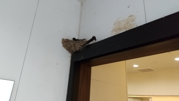 まこぴ