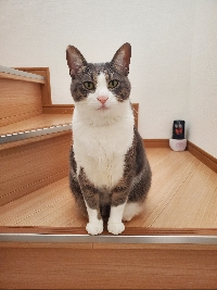 ゆか