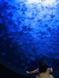 ボーダーモンキー