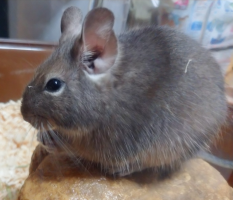 ロイヤルミルク