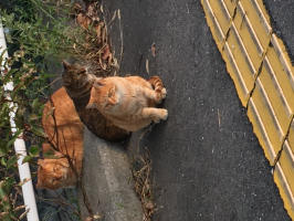 まるまる