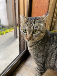 gatto-6