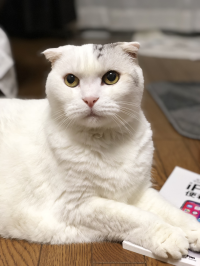 トコちゃん