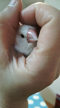 美保