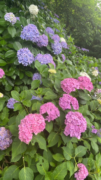 ナチュラル