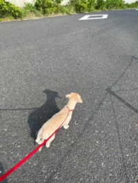 パンダパンダ