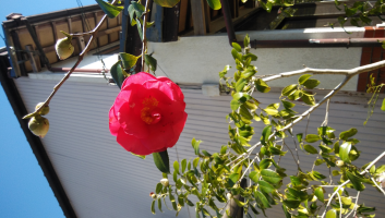 いと