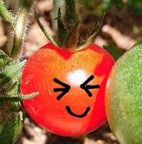 トマコ