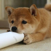 通販の犬