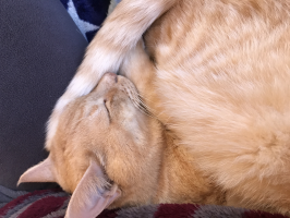 しましま猫