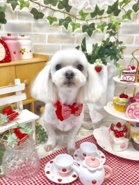 ホンマンかあタン