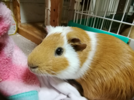 フミエモン