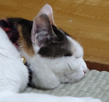 にこ