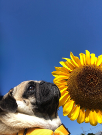 ピロミ