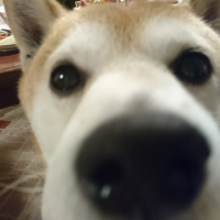 きっさん