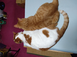 猫まみれ