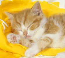 しずにゃんこ