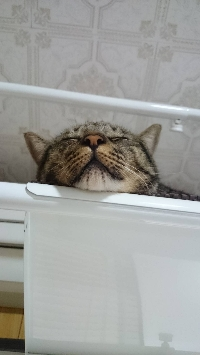 どんぐり’