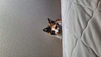 ともすけ