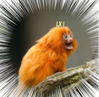 アマリリス