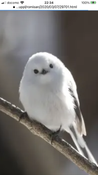 しろにゃん