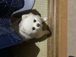 しろ